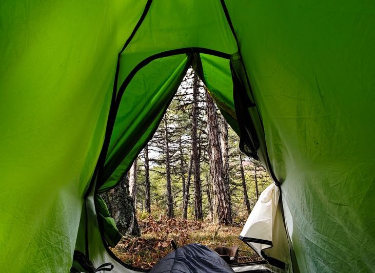 peaceful forest view from inside a tent