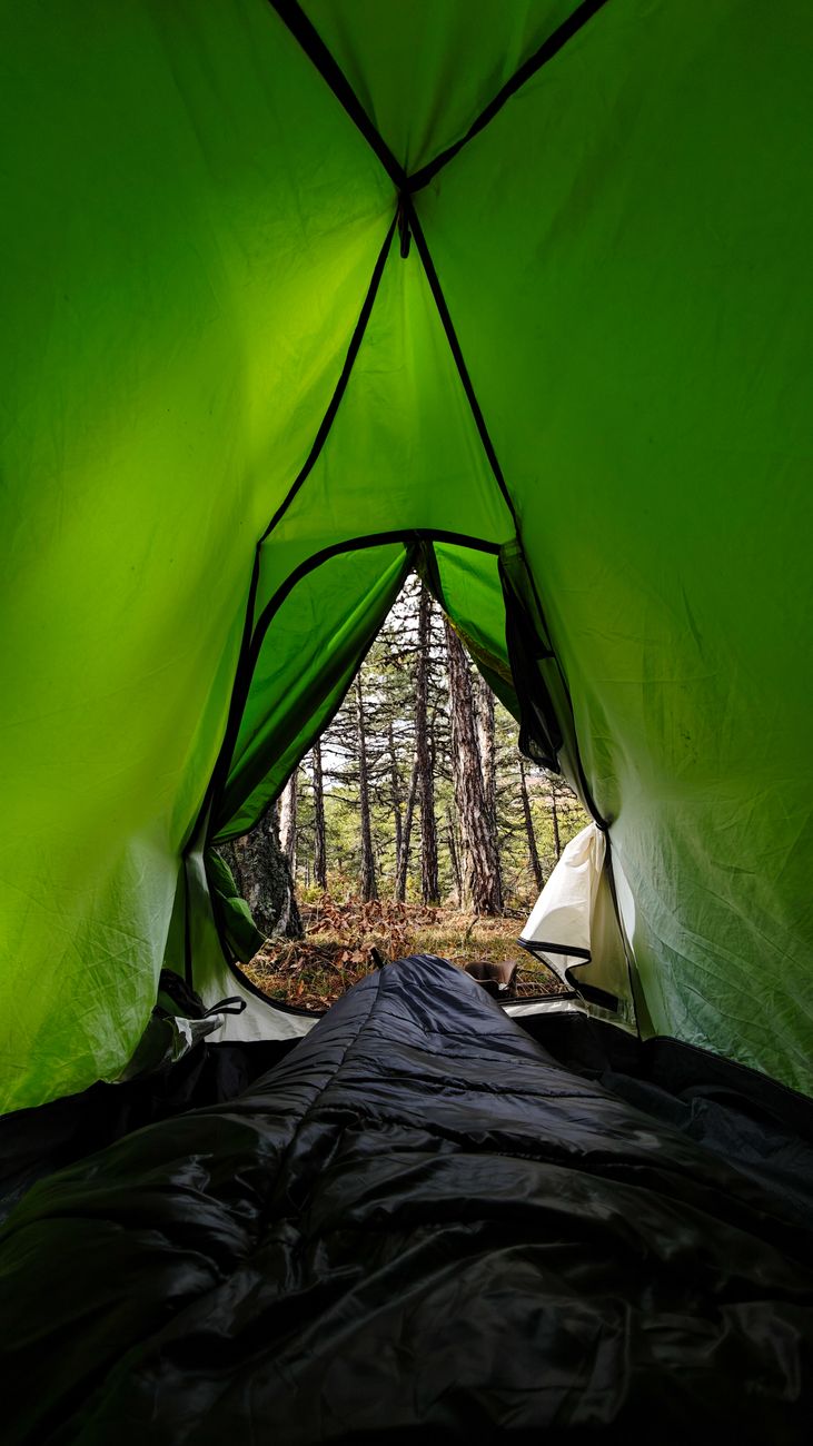 peaceful forest view from inside a tent